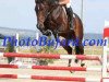 Springpferd Con Cohiba C CH (Schweizer Warmblut, 2008, von Con Spirito R)