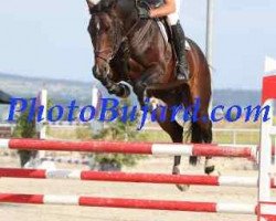 jumper Con Cohiba C CH (Swiss Warmblood, 2008, from Con Spirito R)