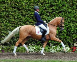 dressage horse Champagnero (German Riding Pony, 2010, from FS Champion de Luxe)