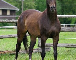 horse Barmalei (Hanoverian, 1998, from Bairak)