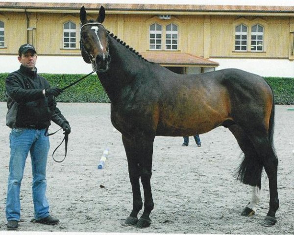 stallion Uno II (Dutch Warmblood, 2004, from Heartbreaker)