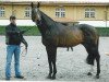 Deckhengst Uno II (KWPN (Niederländisches Warmblut), 2004, von Heartbreaker)