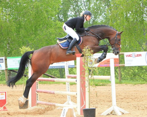 jumper Stakkiro (Hanoverian, 2004, from Stakkato)