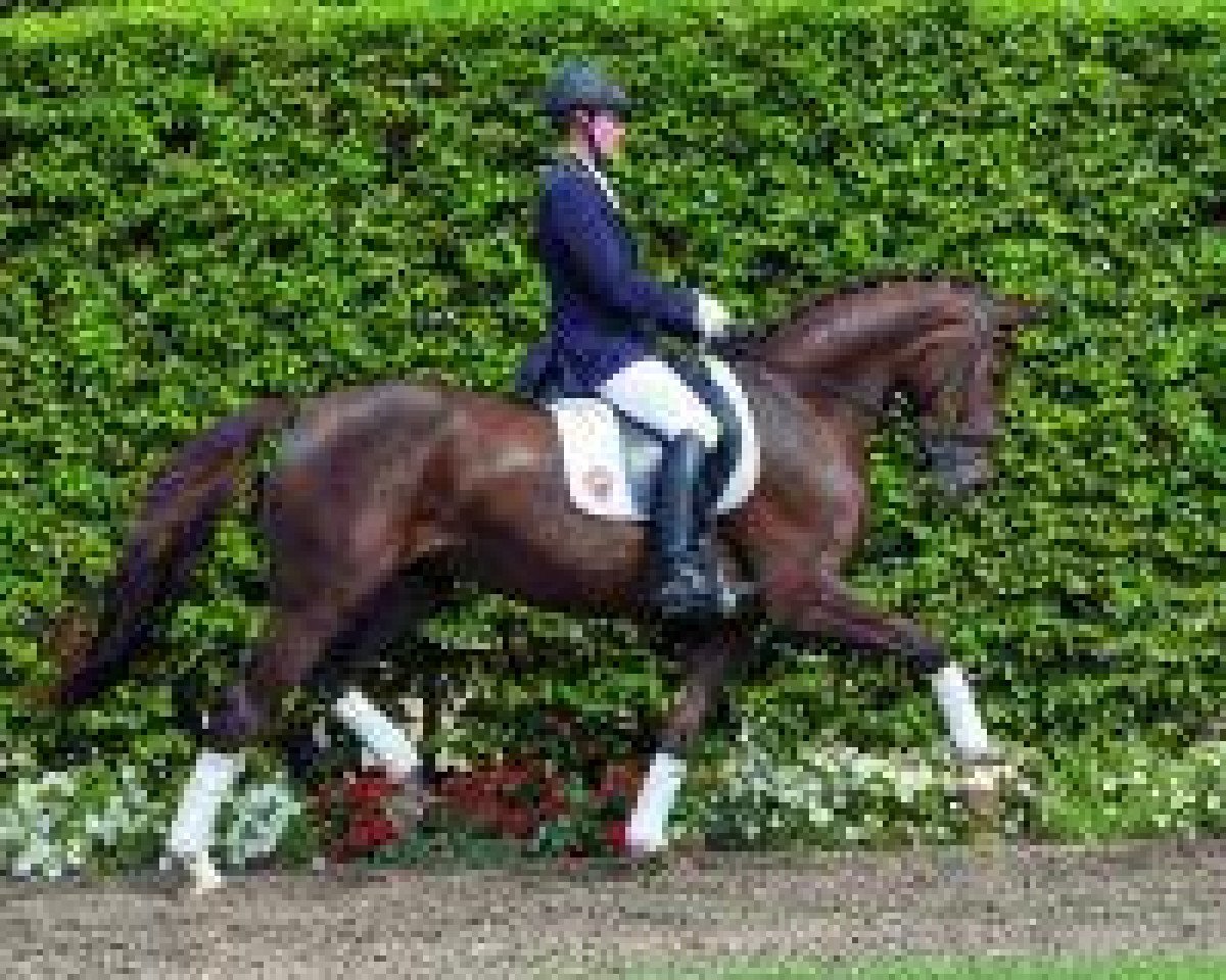 Dressurpferd Bajramaj (Westfale, 2010, von Belissimo NRW)