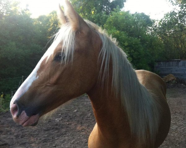 Pferd Glorious Sally Mae (Mustang, 2012, von BestBreed Mustang Tumbleweed)