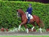 dressage horse Landus 9 (Westphalian, 2007, from Lord Loxley I)