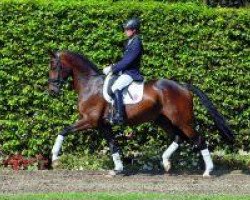 dressage horse Fürst Fabriano 2 (Westphalian, 2010, from Fiderstep)