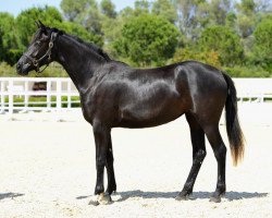 jumper Djamilija de Fangar (Hanoverian, 2011, from Birkhofs Denario)