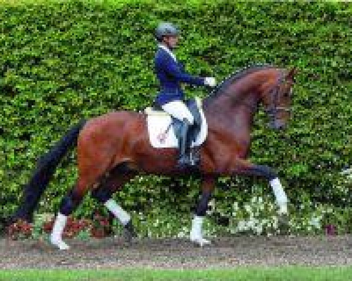 Dressurpferd Fidermann (Westfale, 2008, von Fidertanz)