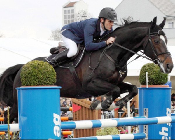 stallion Loxy de La Reselle CH (Swiss Warmblood, 2001, from Lord Lennox)