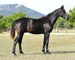 dressage horse Designer de Fangar (Hanoverian, 2012, from Dancier)