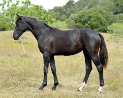 dressage horse Fairytale de Fangar (Hanoverian, 2012, from Fürst Romancier)