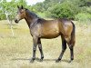 dressage horse Raya de Fangar (Hanoverian, 2012, from Glock's Romanov)