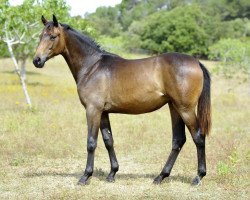 dressage horse Raya de Fangar (Hanoverian, 2012, from Glock's Romanov)