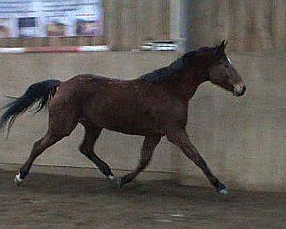 Springpferd Caretto (KWPN (Niederländisches Warmblut), 2007, von L'Esprit)