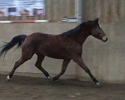 jumper Caretto (KWPN (Royal Dutch Sporthorse), 2007, from L'Esprit)