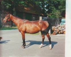 broodmare Flori (Westphalian, 1984, from Disco-Star)