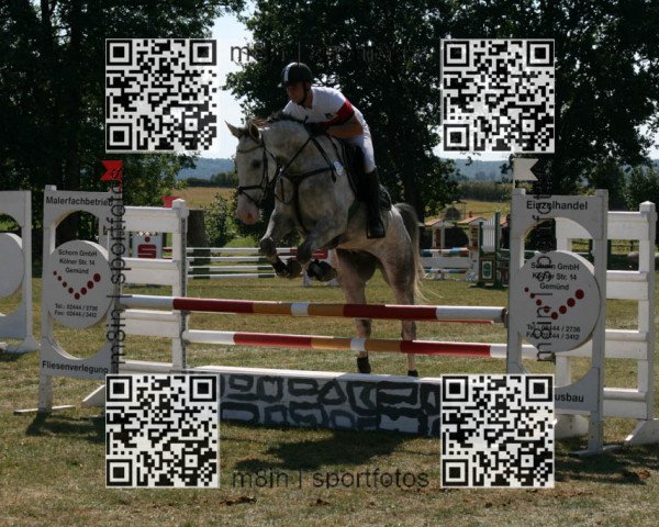 jumper Quinaro van't Gestelhof (Belgian Warmblood, 2008, from Turbo van het Gestelhof)