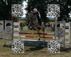 jumper Quinaro van't Gestelhof (Belgian Warmblood, 2008, from Turbo van het Gestelhof)