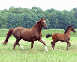 broodmare Werina (Hanoverian, 1992, from Werther)