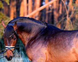 dressage horse Goldmoment (Westfale, 2019, from Golden Grey NRW)