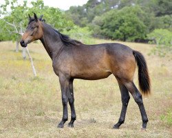 dressage horse Romantica de Fangar (Hanoverian, 2012, from Glock's Romanov)