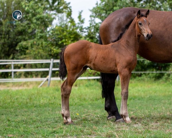 Zuchtstute Abbygail (Zangersheide Reitpferd, 2020, von Asca Z)