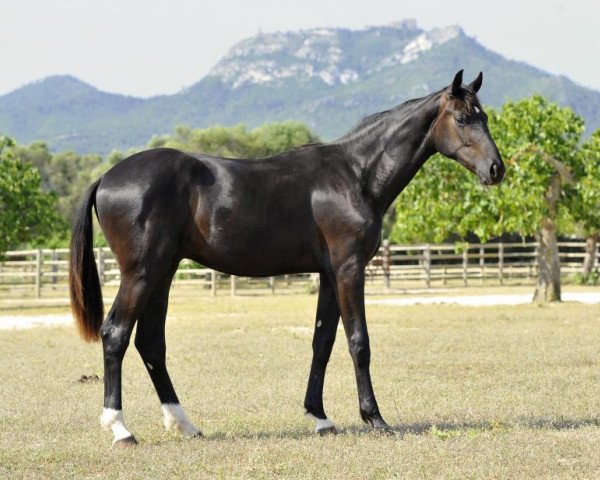 dressage horse Fürst Donnerhall de Fangar (Hanoverian, 2012, from Fürst Romancier)