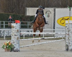 Springpferd Georgio des Bonnes (Selle Français, 2016, von Watch Me van 't Zorgvliet)