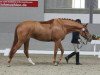 broodmare Liesel in Red PR (Hanoverian, 2009, from Locksley II)