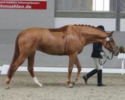 Zuchtstute Liesel in Red PR (Hannoveraner, 2009, von Locksley II)