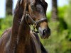 dressage horse Dartanan de Fangar (Hanoverian, 2011, from Desperados FRH)