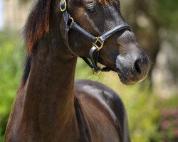 dressage horse Lord Salvador de Fangar (Hanoverian, 2011, from Lord Loxley I)