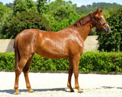 dressage horse Daiquira de Fangar (Hanoverian, 2011, from Don Schufro)