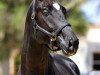 dressage horse Fuerst Pedro (Hanoverian, 2011, from Fürst Romancier)