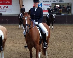 dressage horse Humphrey S (German Riding Pony, 2006, from Halifax)