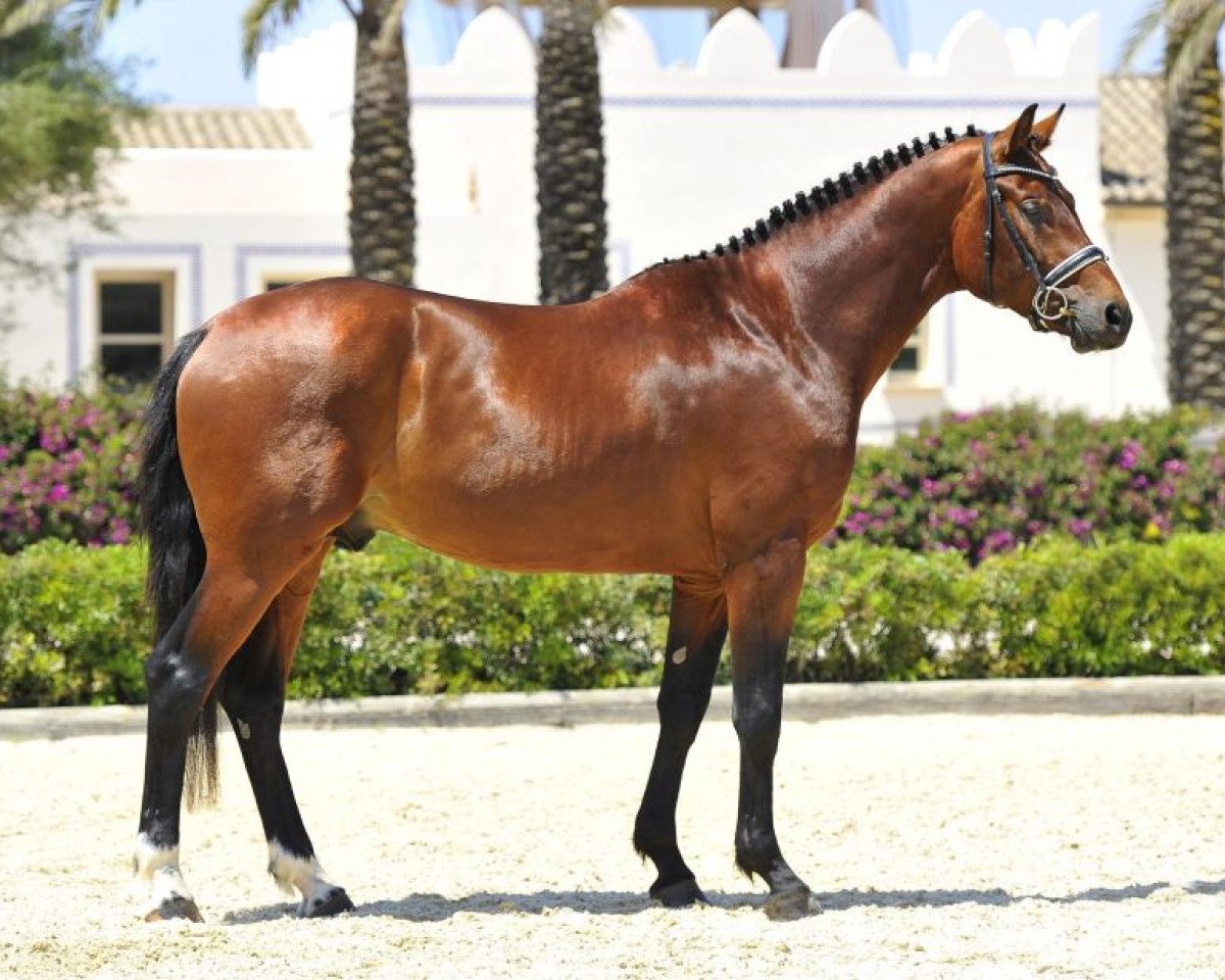 dressage horse Blizzard de Fangar (Hanoverian, 2010, from Blue Hors Bentley)