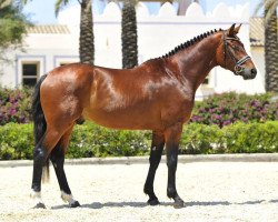 Dressurpferd Blizzard de Fangar (Hannoveraner, 2010, von Blue Hors Bentley)