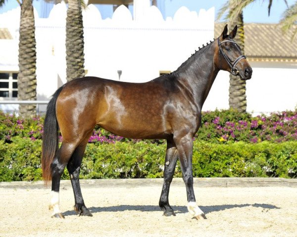 dressage horse Coco de Fangar (Hanoverian, 2010, from Christ)