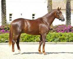 dressage horse Fangar's Surprise (Hanoverian, 2010, from Fidertanz)