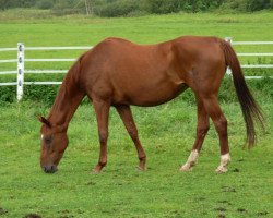 broodmare Antessa (Bavarian, 1999, from Raueck III)