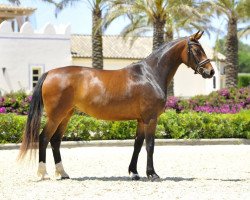 dressage horse Fiderstern de Fangar (Hanoverian, 2009, from Fidertanz)