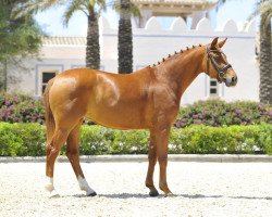 dressage horse Dorada de Fangar (Hanoverian, 2009, from Desperados FRH)