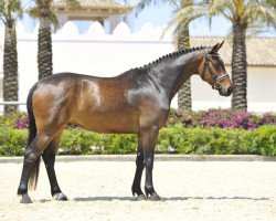 jumper Cinnamon Star de Fangar (Hanoverian, 2009, from Conteur)