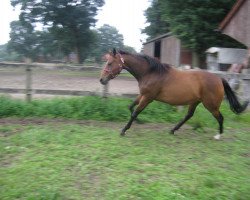 broodmare Scarlonda xx (Thoroughbred, 2002, from Second Set xx)