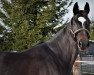 dressage horse Wentenhof's Glücksfall (Württemberger, 2013, from Gribaldi)