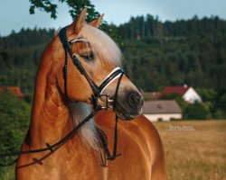 dressage horse Helene (3,91% ox) (Edelbluthaflinger, 2010, from Steigenberg (1,57% ox))