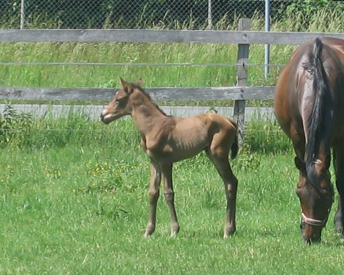 Zuchtstute Poison's Pearl F. (Westfale, 2009, von Ridgmont xx)