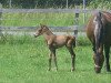 broodmare Poison's Pearl F. (Westphalian, 2009, from Ridgmont xx)