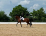 dressage horse Bayard 73 (Württemberger, 2013, from Bordeaux 28)